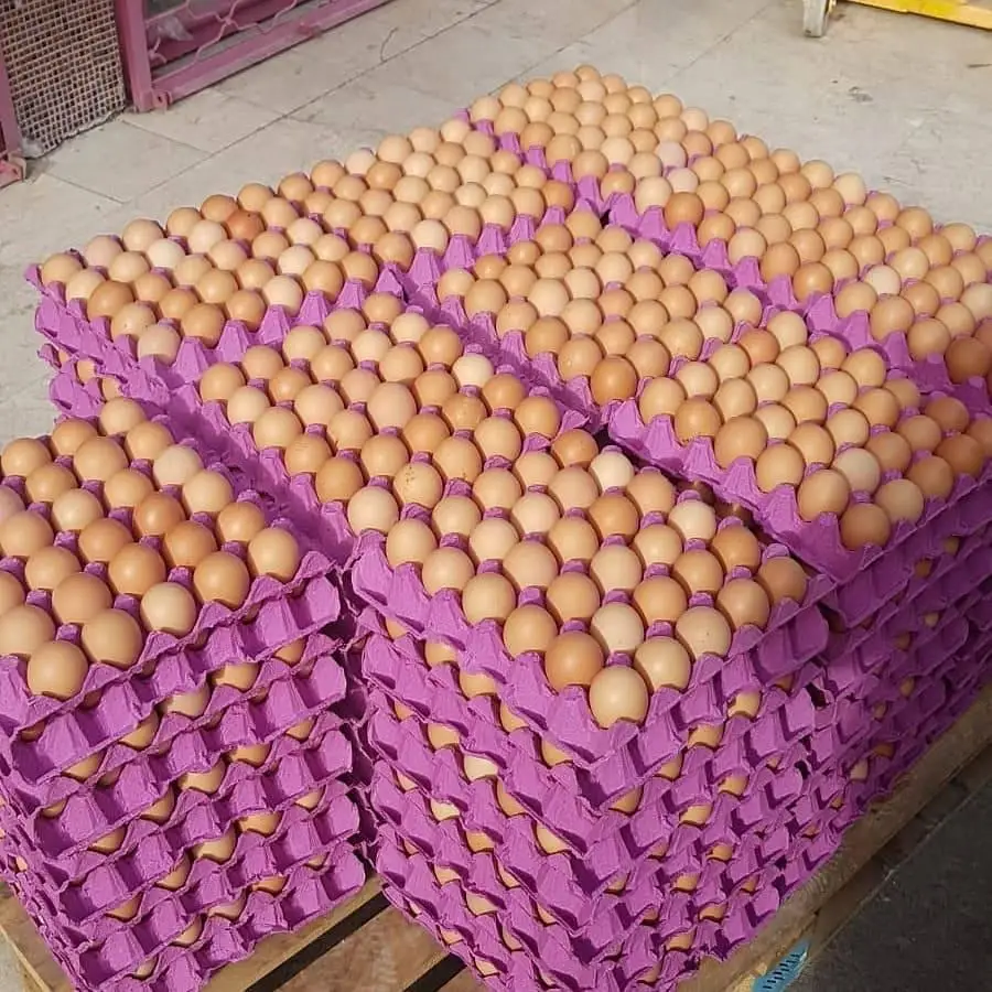 fresh eggs sale.jpg