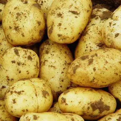 Fresh Potato/New Crops Diamond Potatoes/ New Harvest Organic Cheap Price Fresh Potato