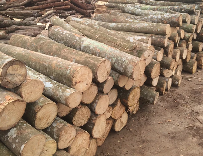 Best Quality Acacia Wood/rubber Wood/ Timber At Competitive Price