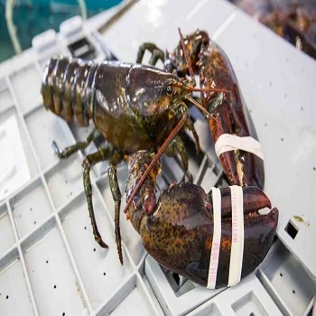 Pemasok Grosir 100 Kualitas Tinggi Harga Murah Jumlah Besar Live American Lobster Tersedia Untuk Dijual Buy Price Frozen Lobster Live Spiny Lobster For Sale Live Spiny Lobster For Sale Product On Alibaba Com