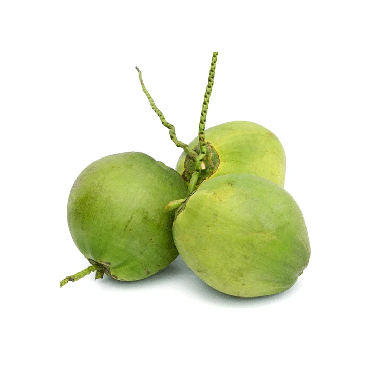 Fresh Young Coconut From Vietnam 84826064364 Ws Buy Fresh Coconut Fresh Young Coconut Fresh Mature Coconut Product On Alibaba Com