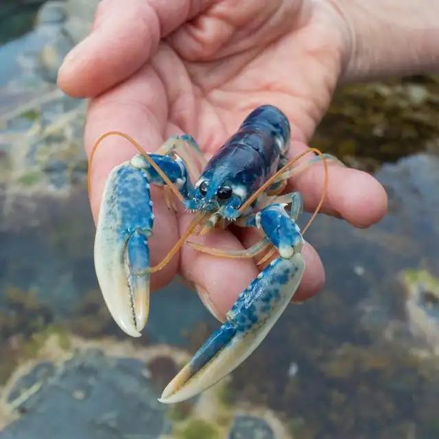 LOBSTERS ALIVE (4).jpg