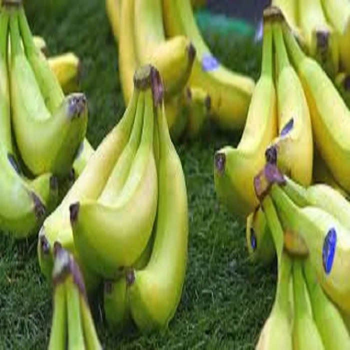 Fresh Cavendish Banana Exporter In India At 13 Kg Cartons Best Price