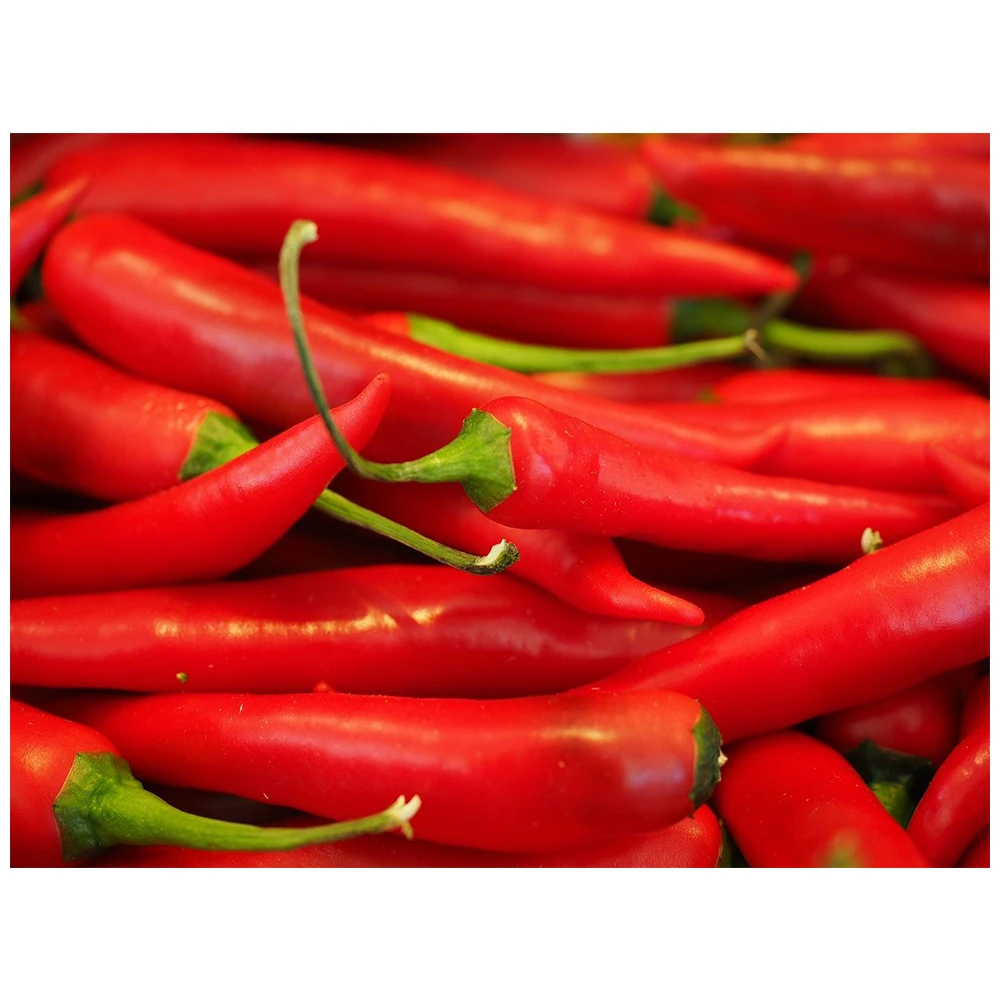 india factory direct supply fresh hot taste red chilli with 100%