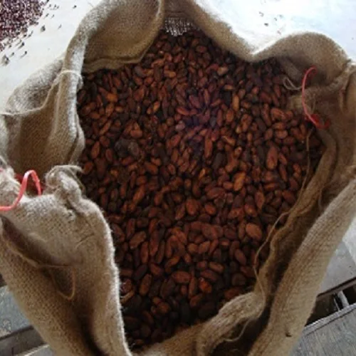 Сушеные какао бобы/органические какао бобы/жареные какао бобы готовы для экспорта