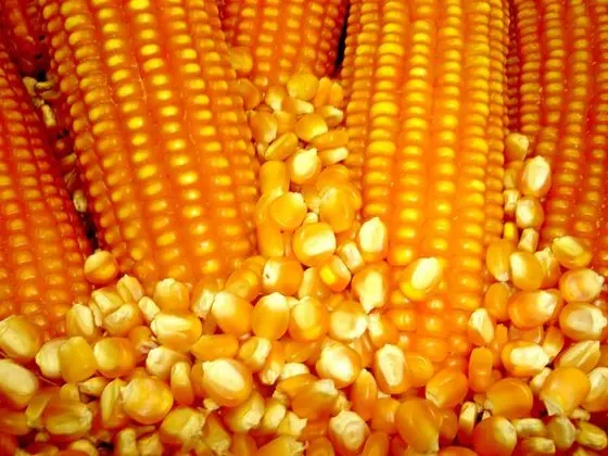 corn 3.jpg