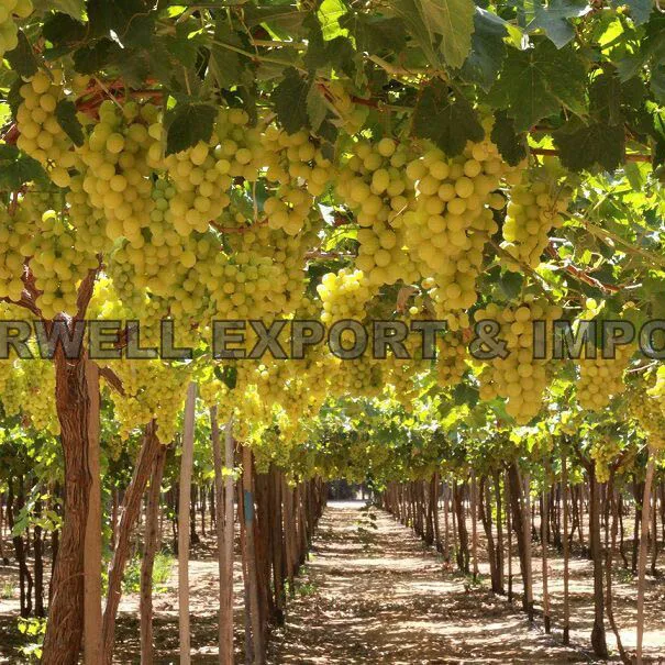 Tasty Fresh Seedless Grapes (Flame & Superior) Class