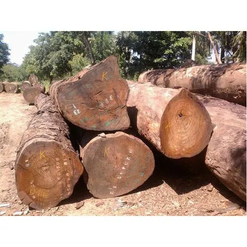 AUSTRALIAN PINUS RADIATA LOGS (RADIATA PINE LOGS) KI' GRADE(WOOD in the ROUGH,NOT SAWN) Radiata Pine Lumber From South America