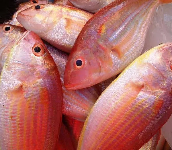 Source 冷冻金丝鲷鱼高品质和最优惠的价格来自越南 泰国lien公司 Phuong Ms On M Alibaba Com