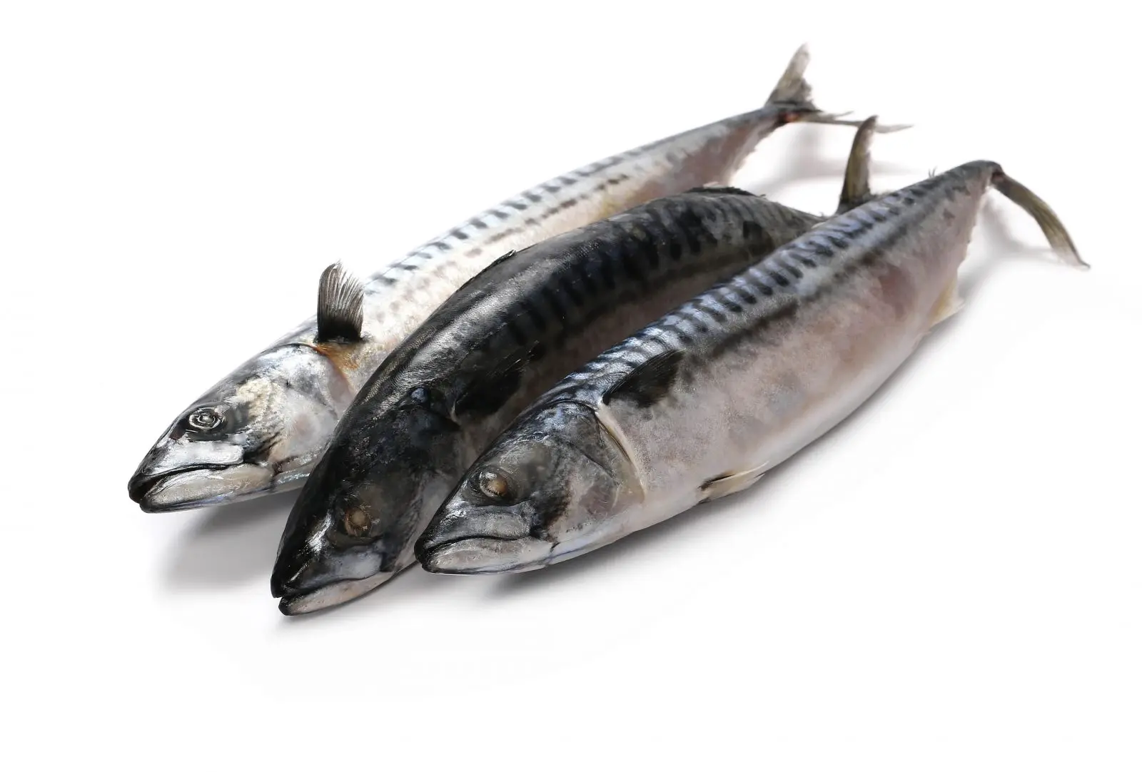 Mackerel Fish Fresh Atlantic Pacific Mackerel Sea Frozen Deep Sea ...