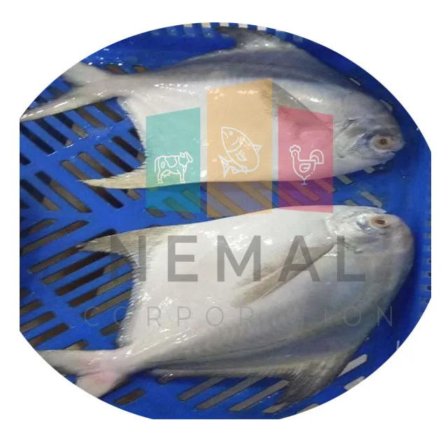 オリジンパキスタンシルバーポムフレットフィッシュ Buy 冷凍シルバーpomfert 冷凍マナガツオの魚 冷凍シルバー魚 Product On Alibaba Com