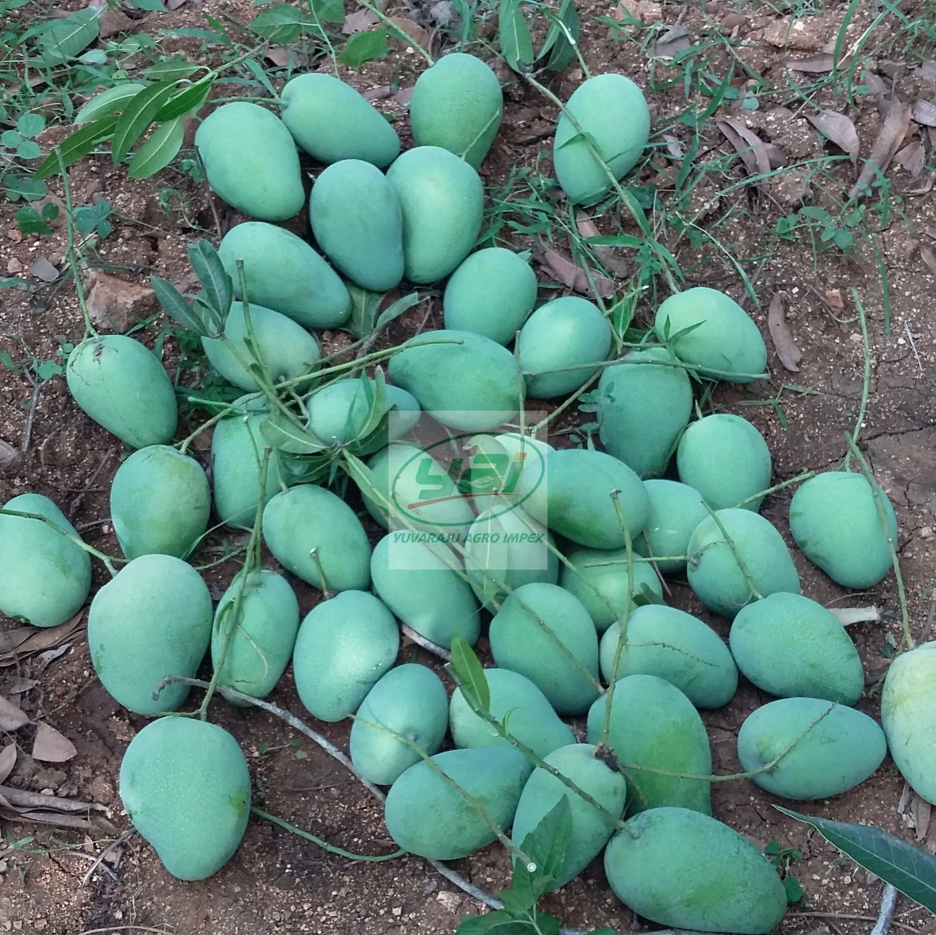 Fresh Natural High Quality Banganapalli Mango Export From India To