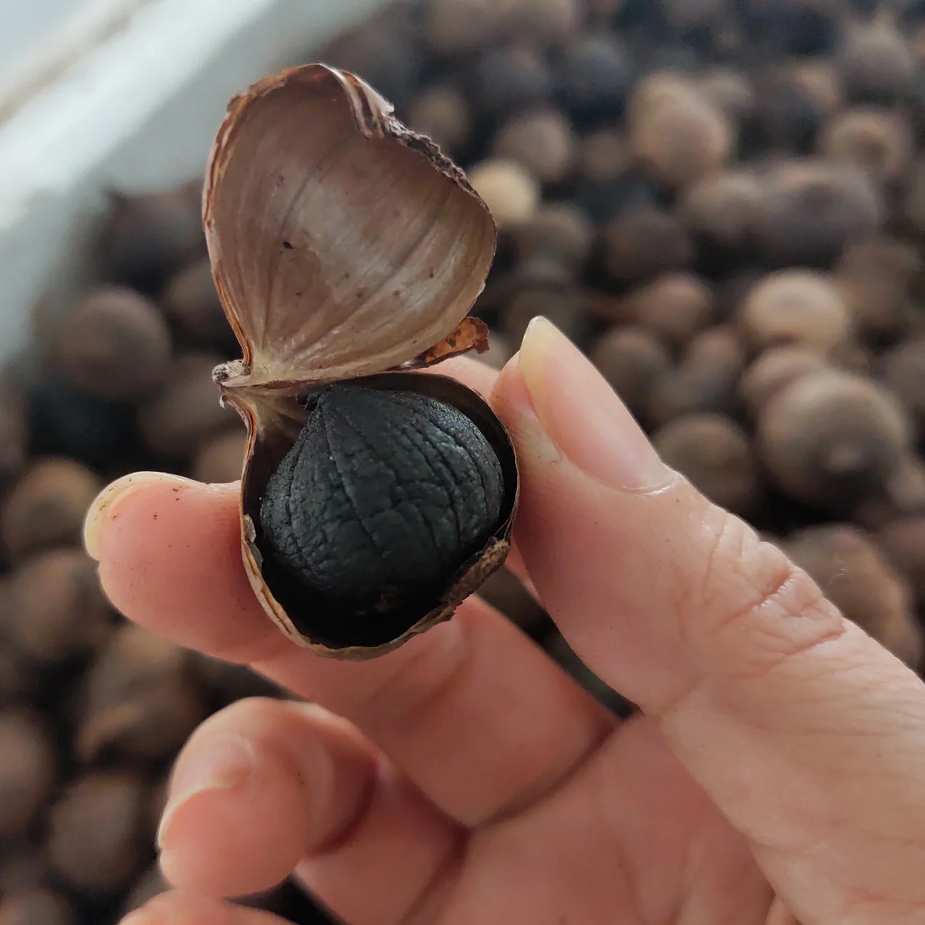 Натуральный черный чеснок/органический чеснок/100% чистый