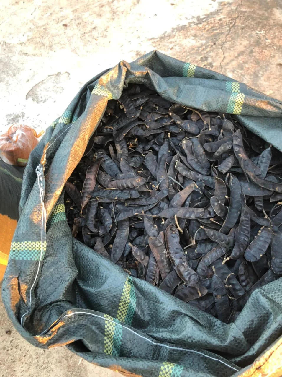 Dried Raw Honey Locust For Shampoo/ Gleditsia Triacanthos In Bulk Good