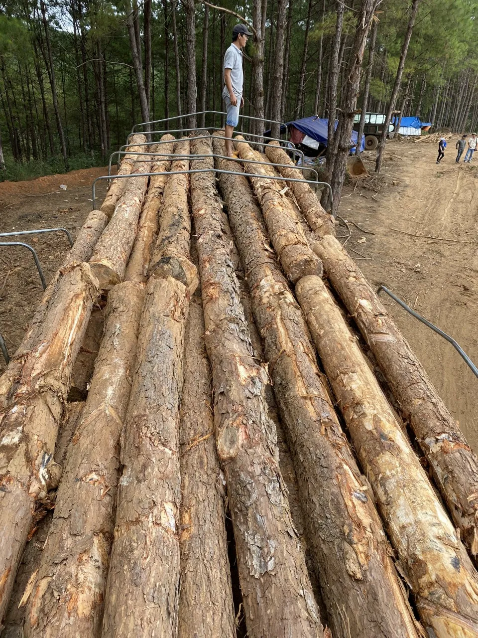 Uniform Color Acacia/rubber/ Pine Wood Timber Lumber Make Wooden