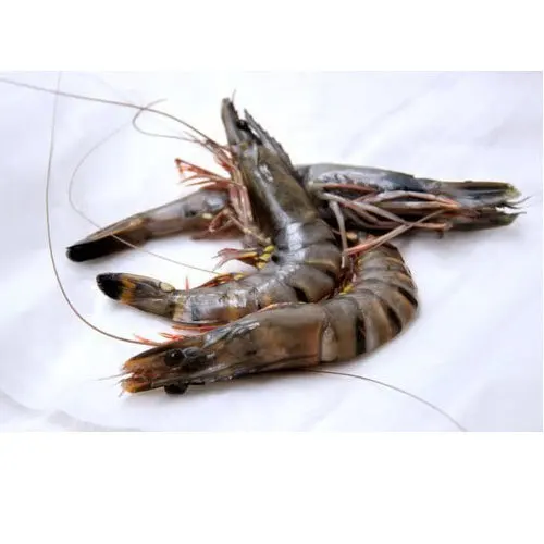 على نطاق واسع بيع الطازجة المجمدة Vannamei الروبيان الأبيض الجمبري الاسود الجمبري Buy Frozen Prawns Giant Prawns Live Prawn Product On Alibaba Com