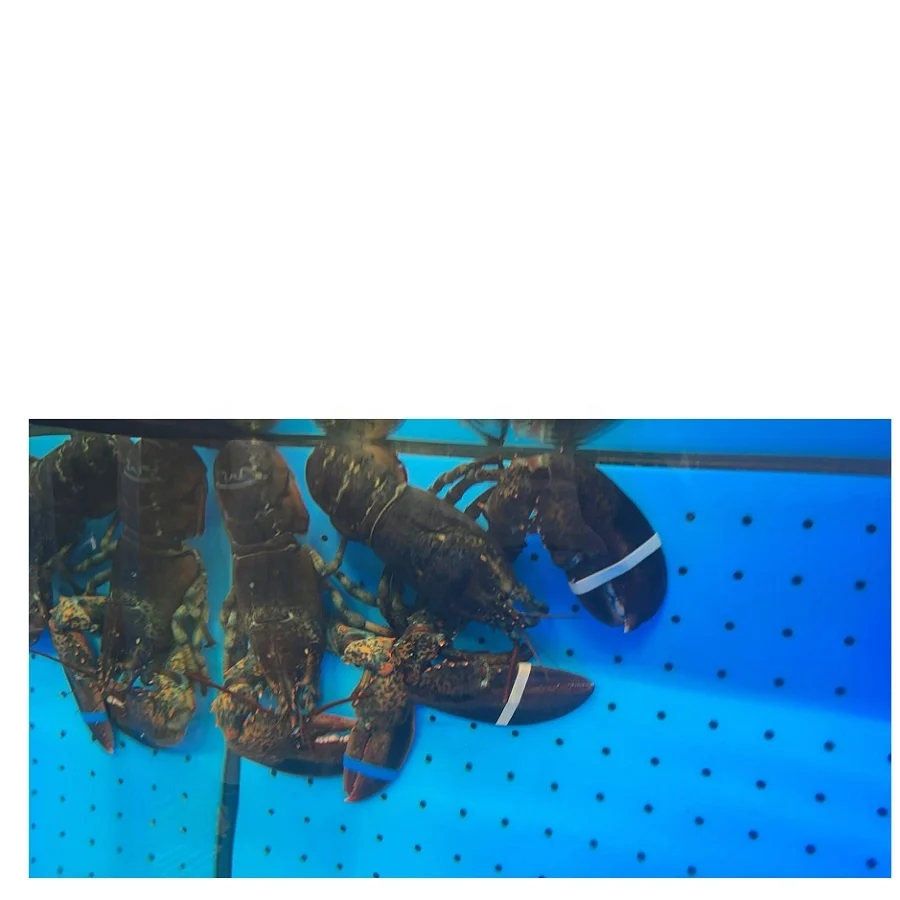 lobster (1).jpg