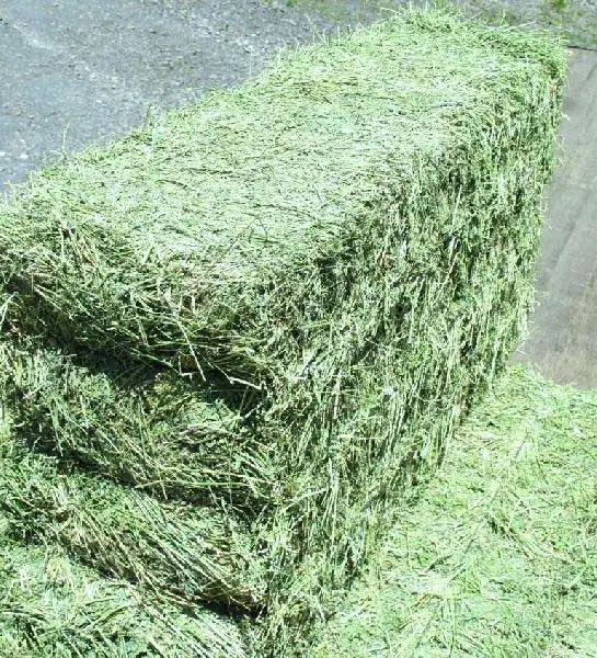 timothy hay for horses
