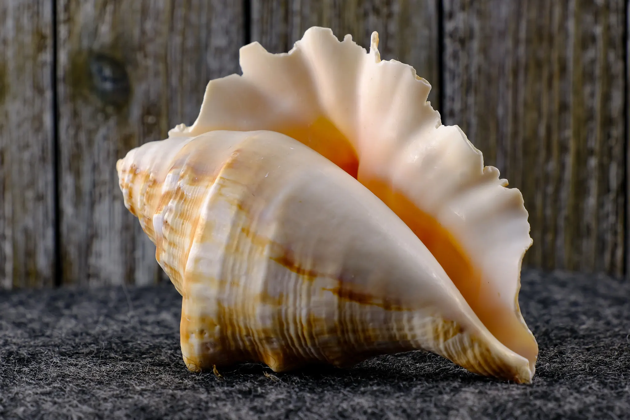 seashell　4枚 Rare Natural Colorful Seashell Collection for Home Decor