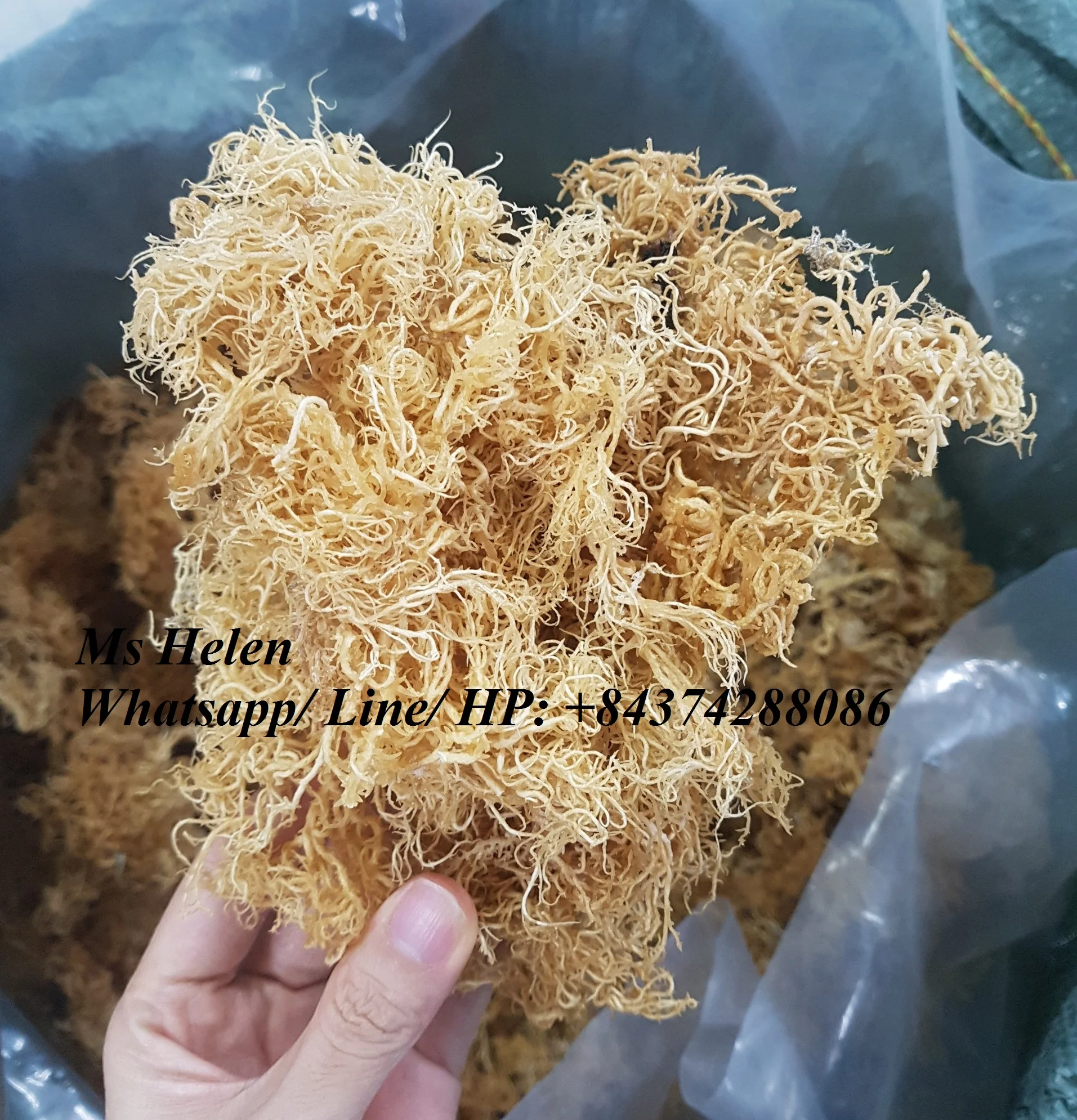 wild crafted sea moss irish seamoss helen 84374288086 buy wild crafted seamoss sea moss gel seamoss and bladderwrack seamoss and bladderwrack benefits sea moss pills alga carrageen high quality sea moss