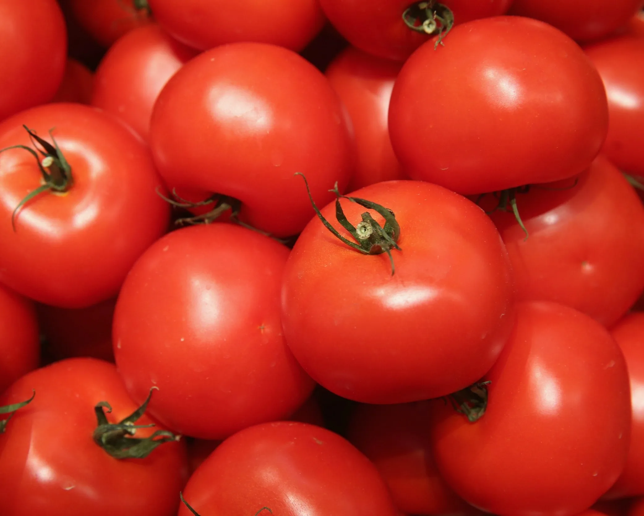 fresh red tomato / fresh tomato from india / fresh green