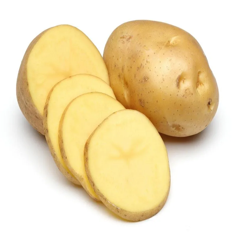 2021 New Fresh Holland Potato