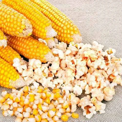 Is popcorn sweet corn