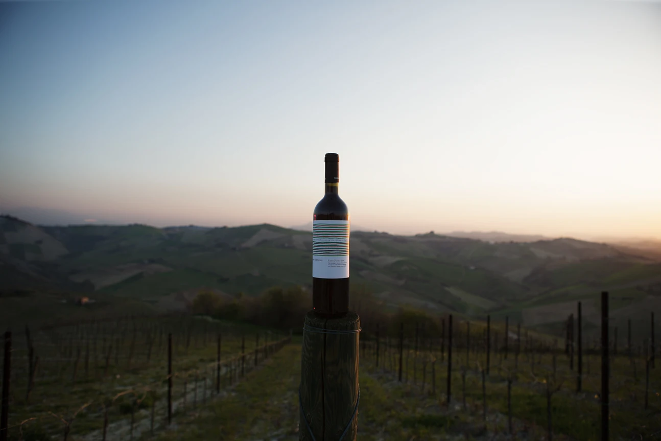 italian top value white wine PASSERINA colli ripani marche IGT passerina 0,75L for export