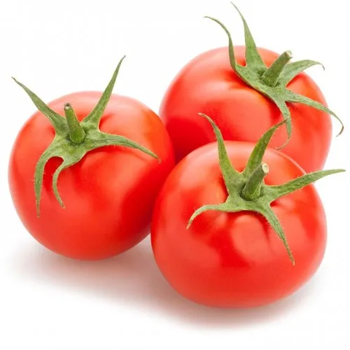 fresh red tomato / fresh tomato from india / fresh green