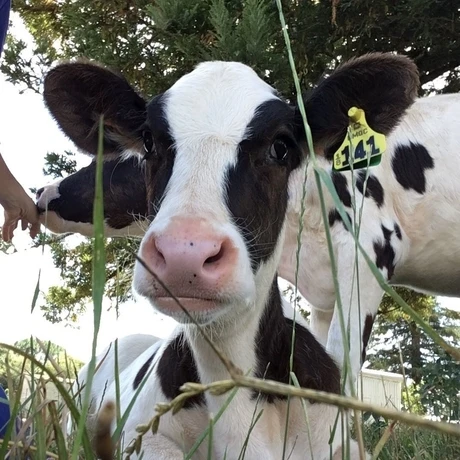 heifer3.jpg