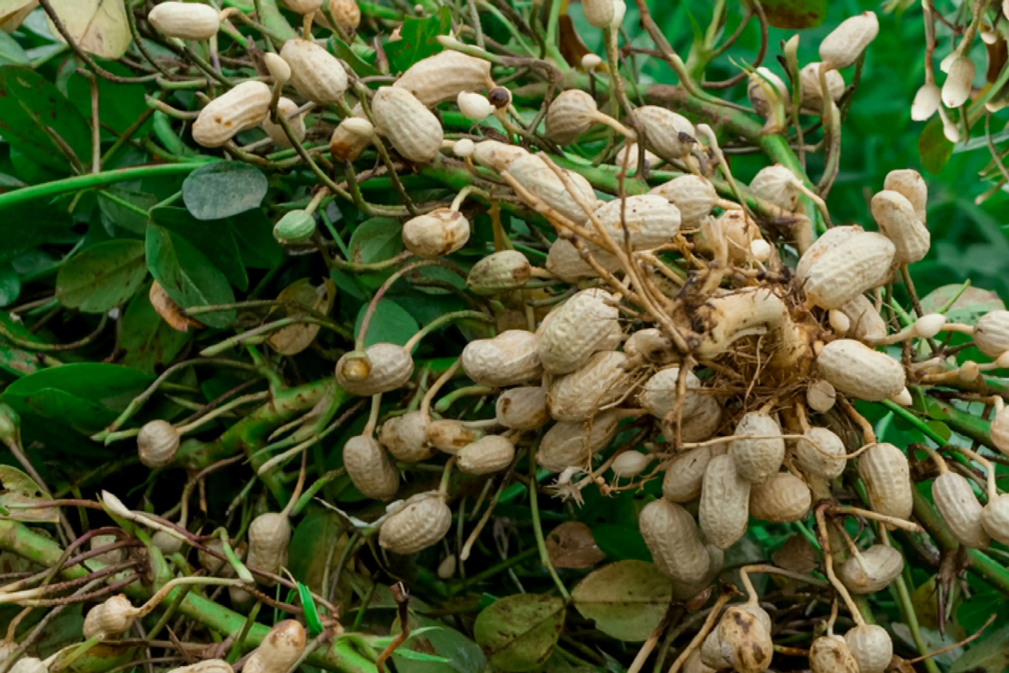 Ground Nuts Peanut Supplier In Vietnampeanut Dried Kernel Peanuts 