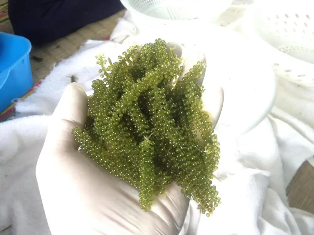 
Предложение морского винограда для косметики из Вьетнама 