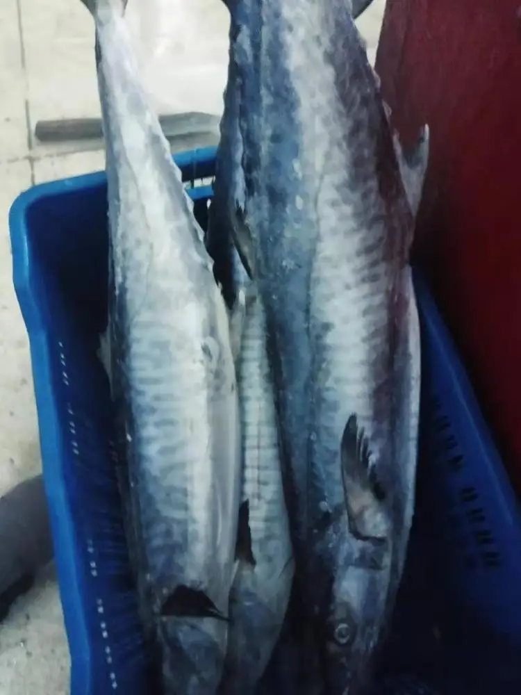 boat frozen kingfish - buy frozen kingfish,high