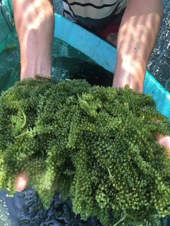 Premium Sea Grapes / Dehydrated Sea Grapes / Green Caviar Ms. Ann +84 ...