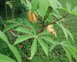 Дешевая цена на свежую маниоку из Вьетнама