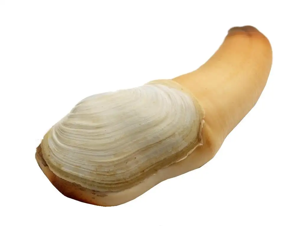 Fresh Geoducks,Dried Geoducks Clams Buy Live Geoduck Clam,Live