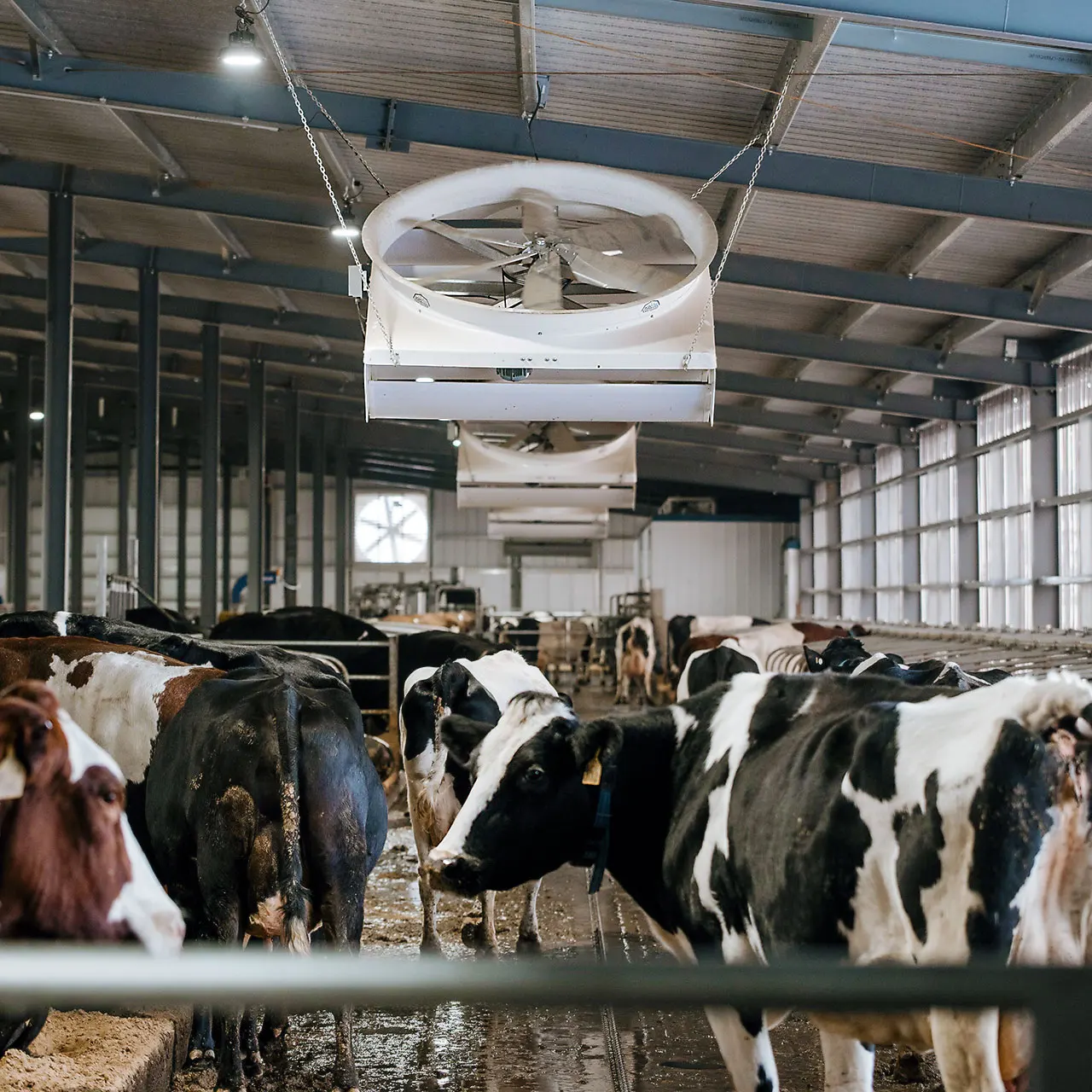 Молочные коровы для здорового образа жизни, беременные коровы Holstein, козы Boer доступны по хорошей цене и в отличных условиях здоровья