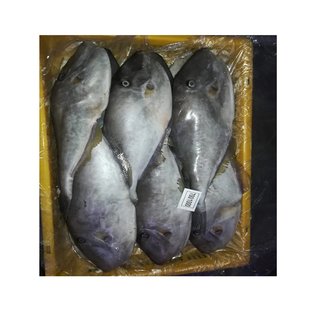 & exporter of raw & fresh frozen leather jacket fish
