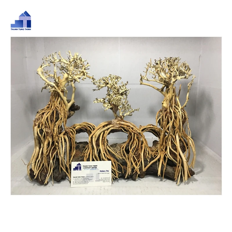 canada bonsai Juniper Bonsai | Care Guide and Pro Tips - Delivery from Toronto across  Canada main image 1