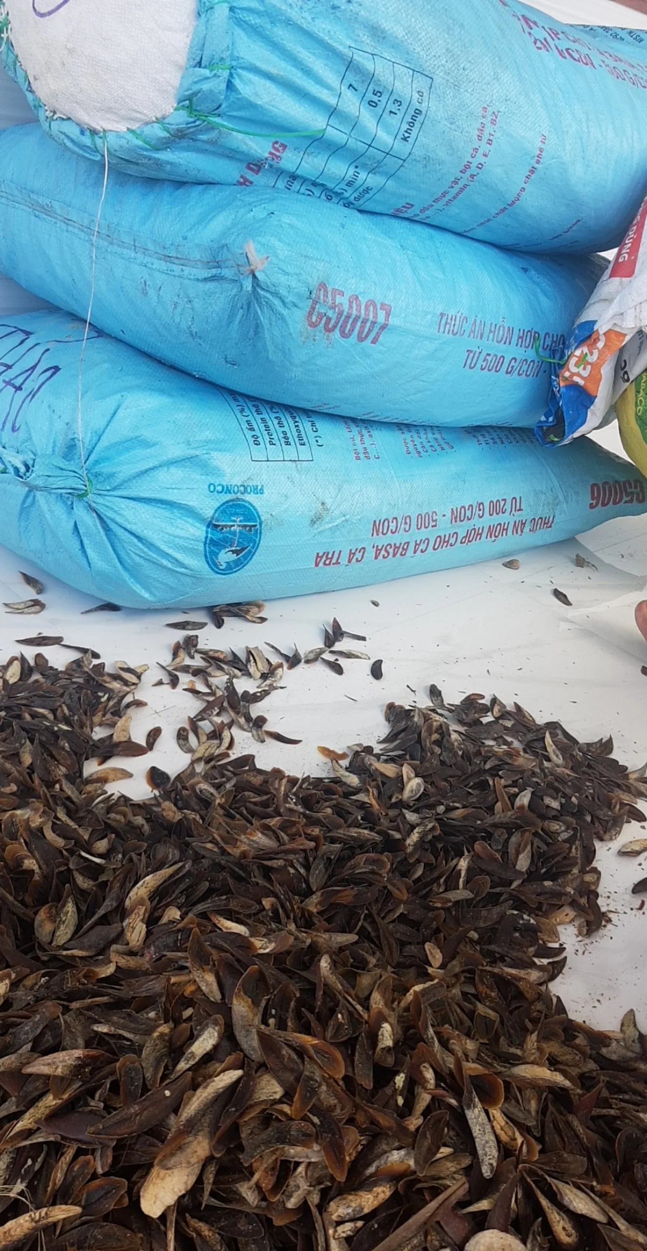 100% натуральный сушеный мурекс-оперкум для изготовления духов/сушеные натуральные ракушки, не консервативный из Вьетнама