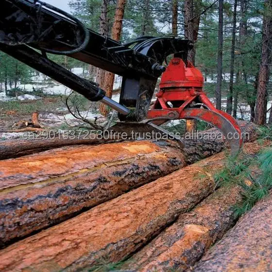 pine logs 11.jpg