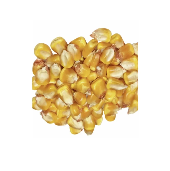Non Gmo Yellow Corn for Animal Feed Brazil Origin Yellow Corn for Poultry AD Dried Yellow Corn for Feed
