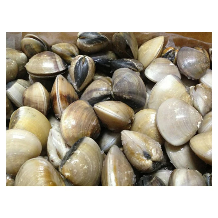 Whole Cooked White Metrix Brown Frozen Clams Buy Seafood Clam Frozen Clam Whole Cooked Clams Product On Alibaba Com