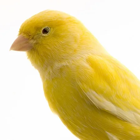 yellow-canary-closeup.jpg