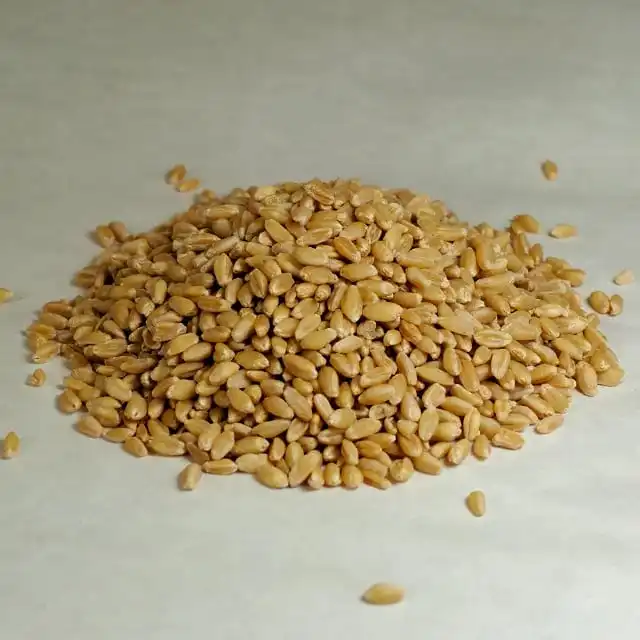 wheat grain organic.jpg