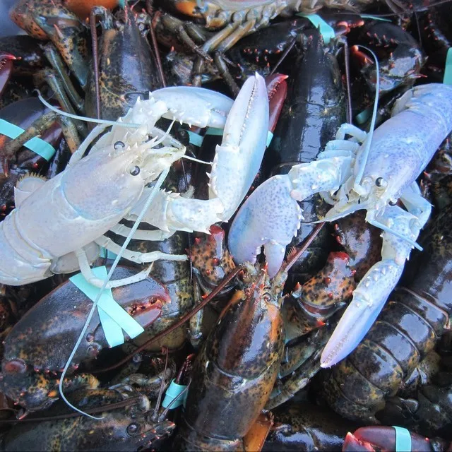 LOBSTERS ALIVE (3).jpg