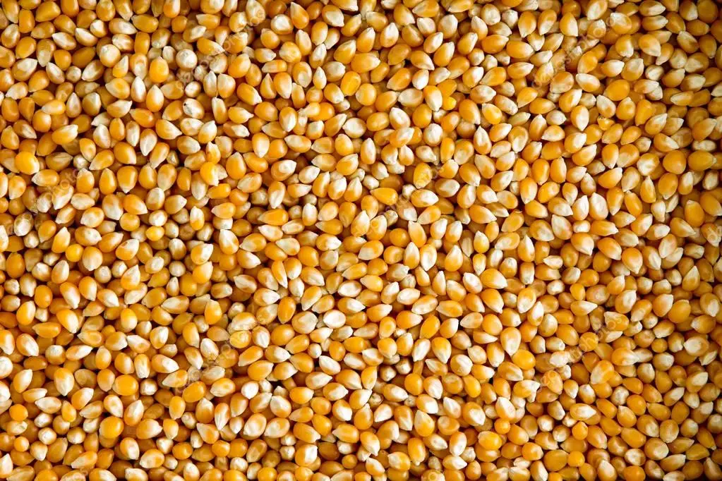 corn 1.jpg