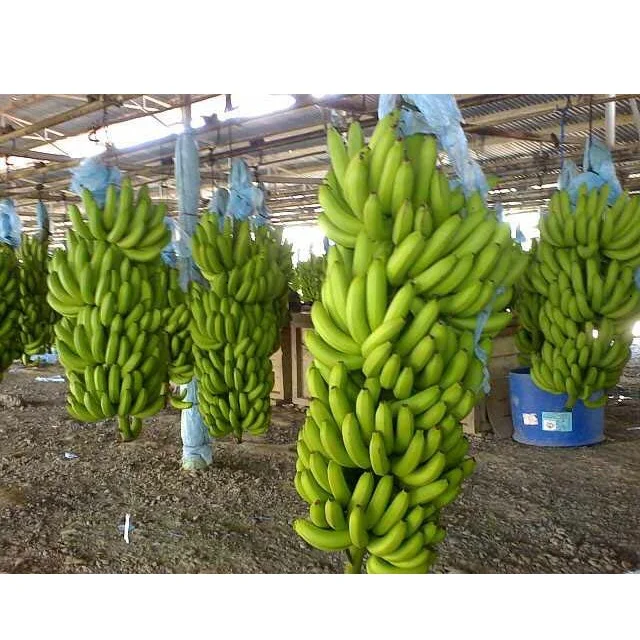 green cavendish banana wholesale price - buy fresh green banana