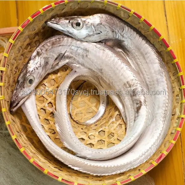 Ribbon Fish,Frozen Ribbon Fish Hairtail,Belt Fish Buy Frozen Food