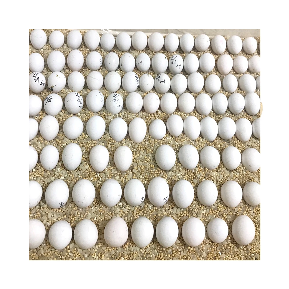 finch eggs for sale near me